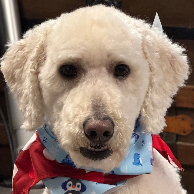 happy dogs world